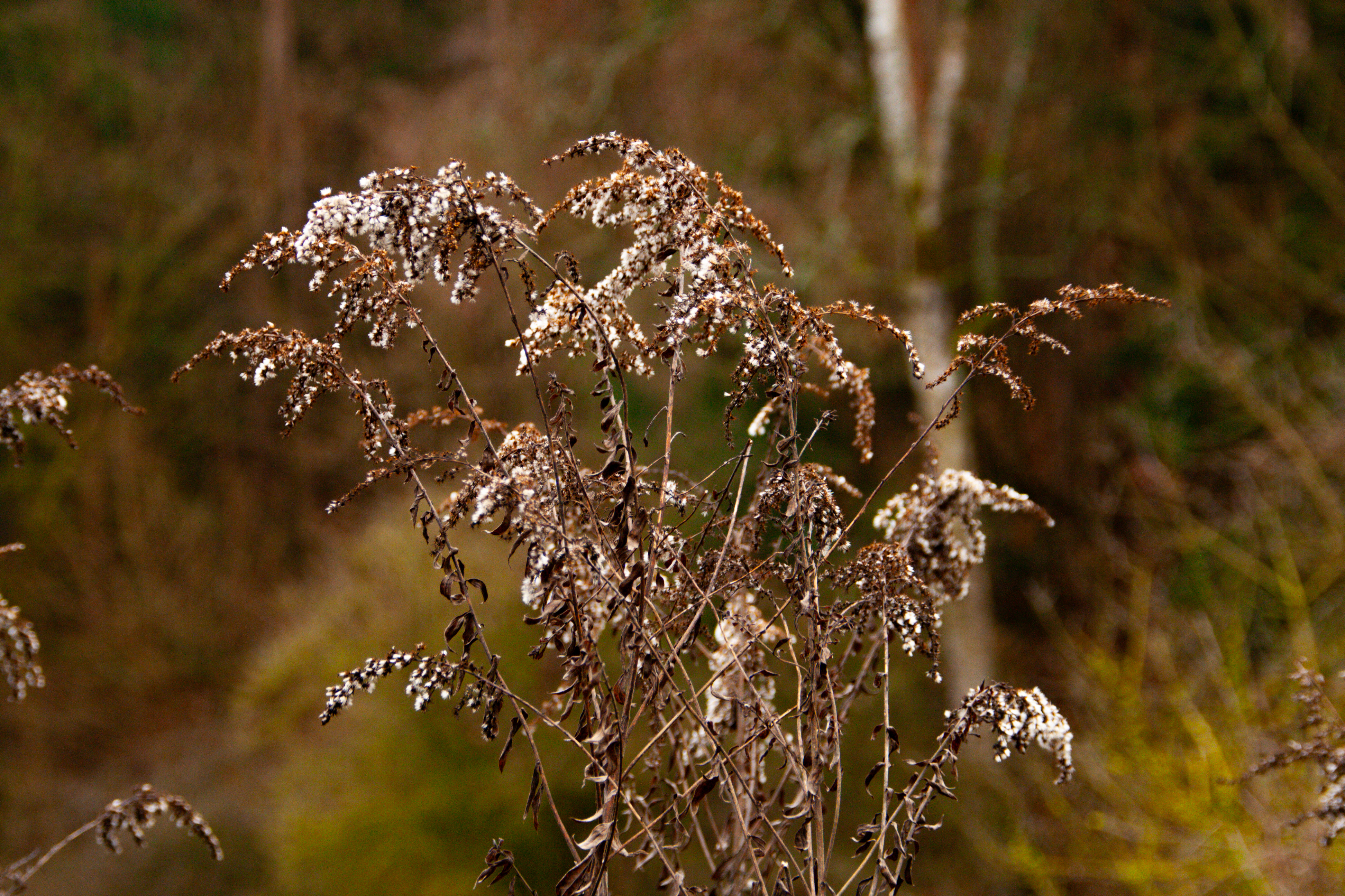 Waldpfad im Nebel